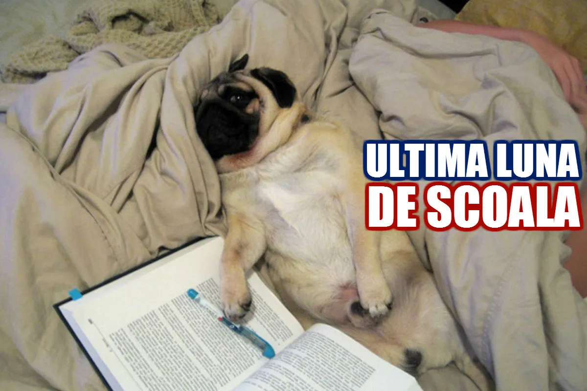 Acești mopși descriu PERFECT ultima ta lună de școală