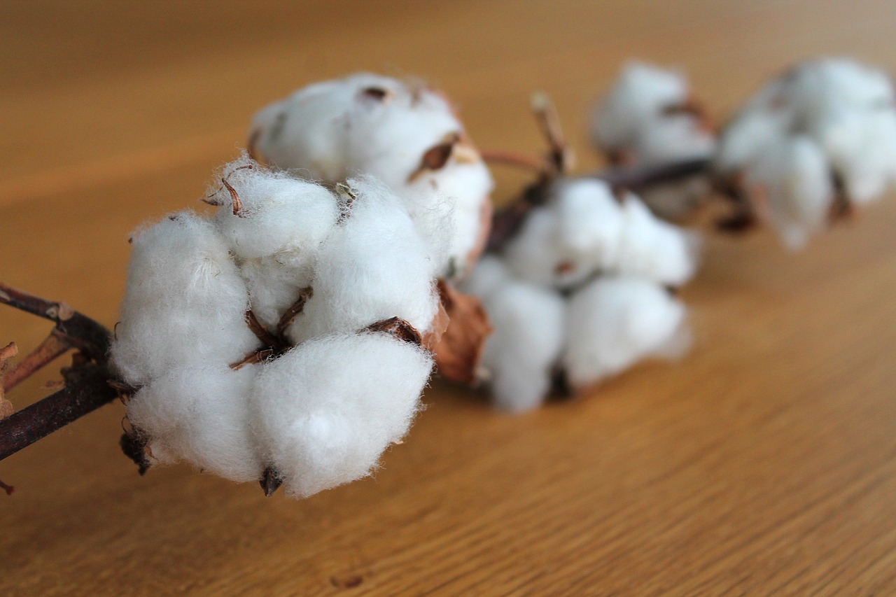 Bumbacul organic – materialul recomandat a fi purtat pe timp de vară