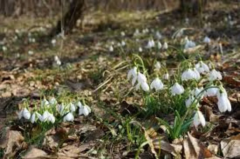 In Moscova vegetaţia locală nu îşi mai respectă ciclul obişnuit de viaţă