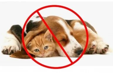 13 motive să nu-ți iei NICIODATĂ animal de companie