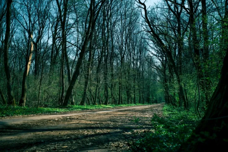 Cele 374 de hectare din pădurea Băneasa vor ajunge doar pădure de protecţie