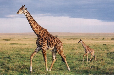 Oamenii de știință au rămas surprinși de descoperirea a două girafe pitice în Namibia, Uganda