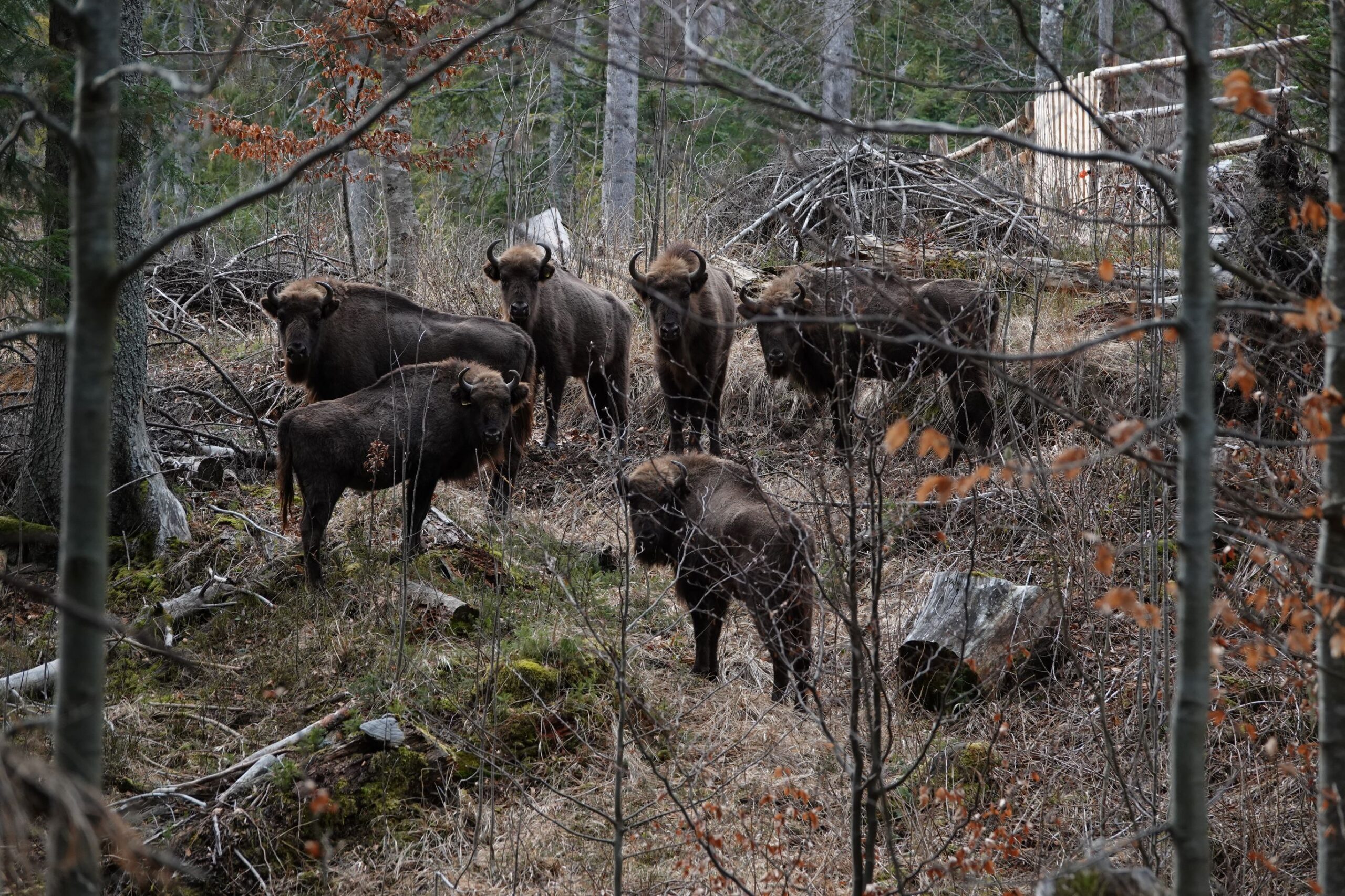 12 zimbri vor pleca în Munții Făgăraș, dintr-un nou punct de reintroducere, aflat în zona Dobroneagu, comuna Nucșoar