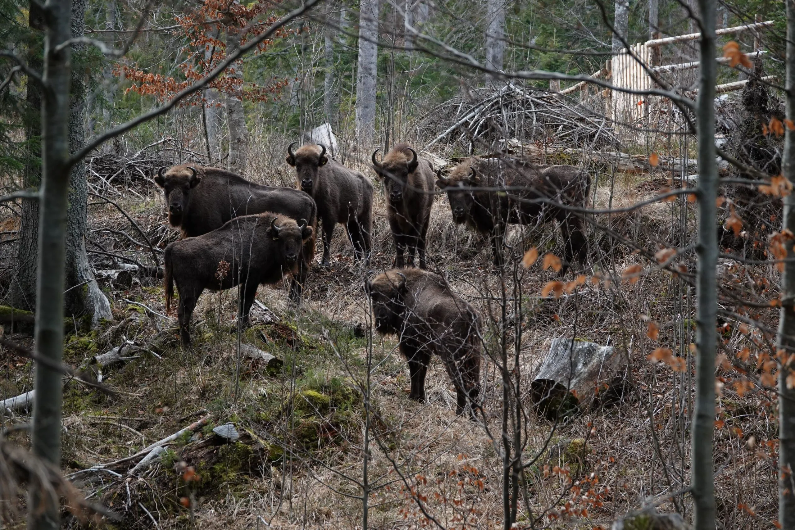 12 zimbri vor pleca în Munții Făgăraș, dintr-un nou punct de reintroducere, aflat în zona Dobroneagu, comuna Nucșoar