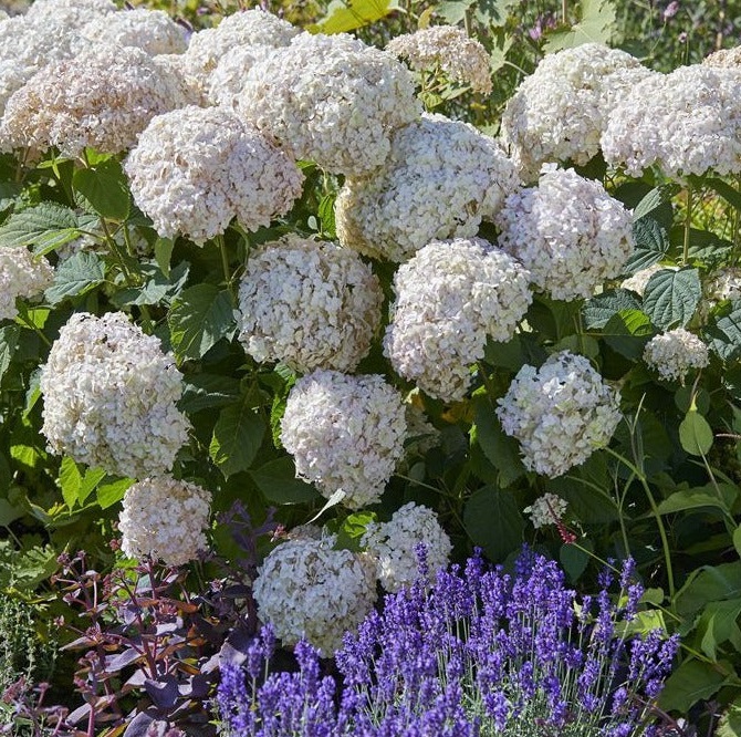 Cele mai frumoase flori perene perfecte pentru orice gradina