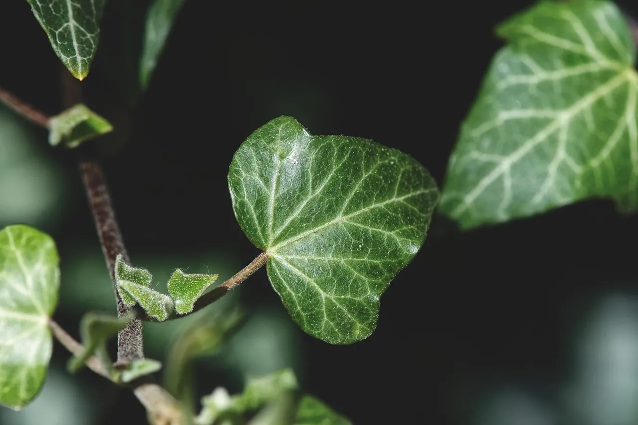Cercetători din China raportează minerale rare descoperite în interiorul unor plante vii