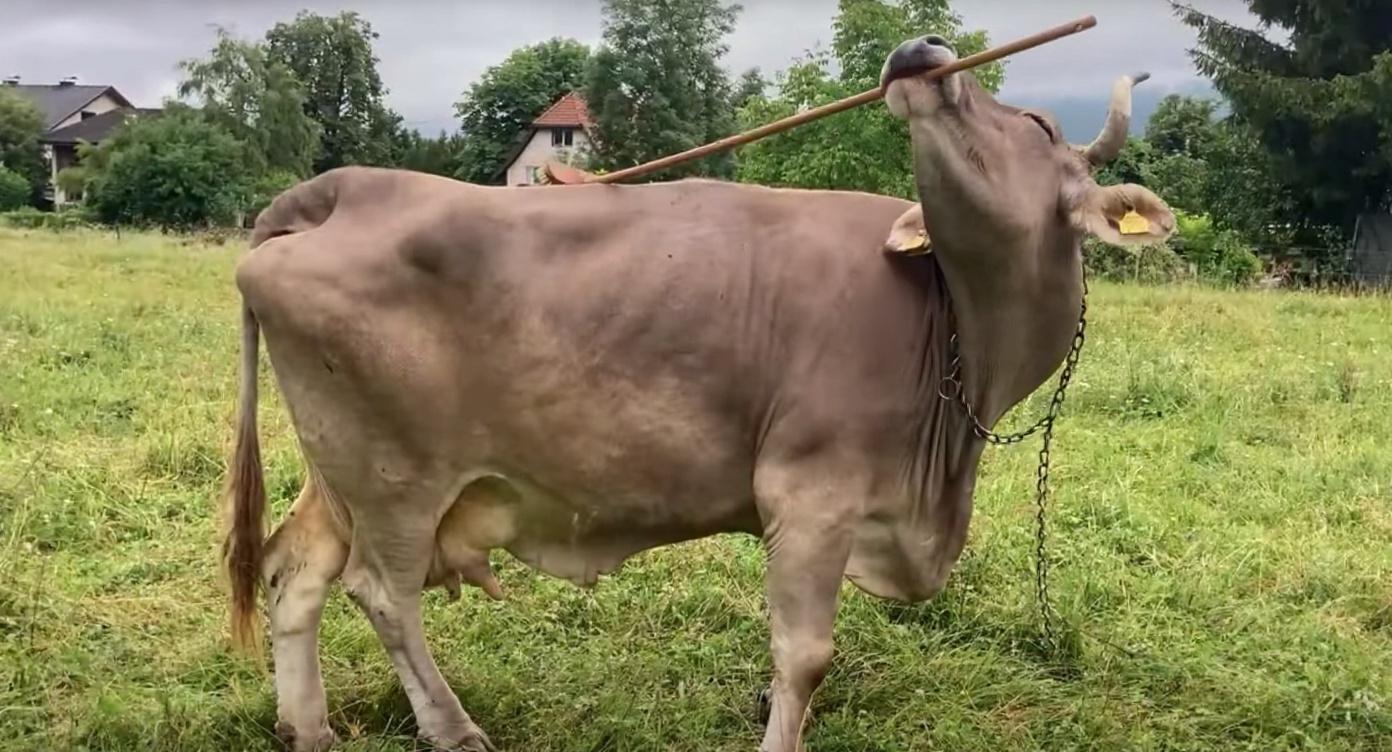 Veronika, vaca din Austria care folosește unelte și rescrie regulile inteligenței
