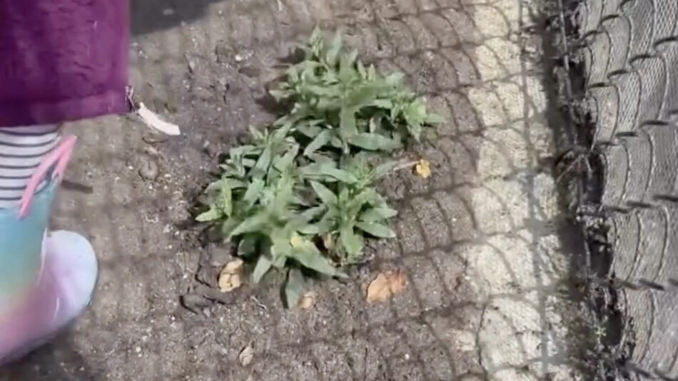 Meghan Markle dezvăluie un video adorabil cu fiica sa Lilibet la 4 ani