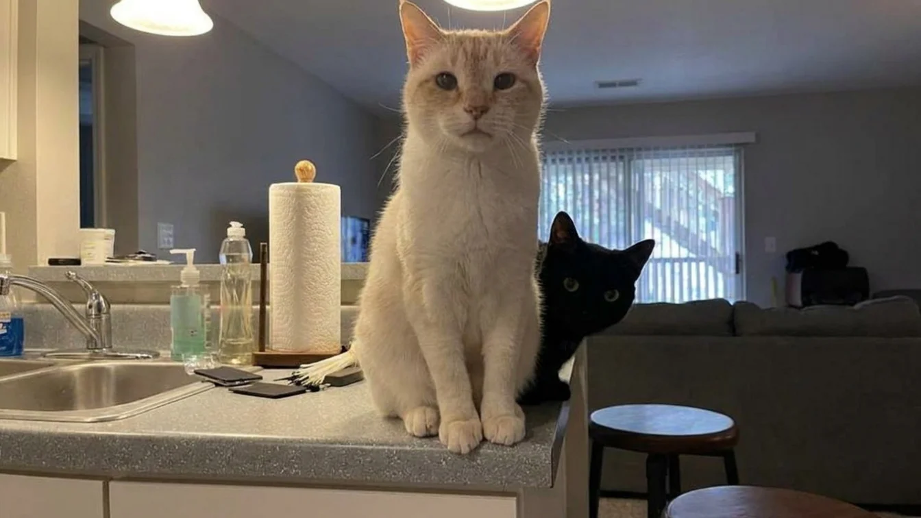 Crezi că ai ochi de vultur. Găsește a treia pisică din imagine în 7 secunde