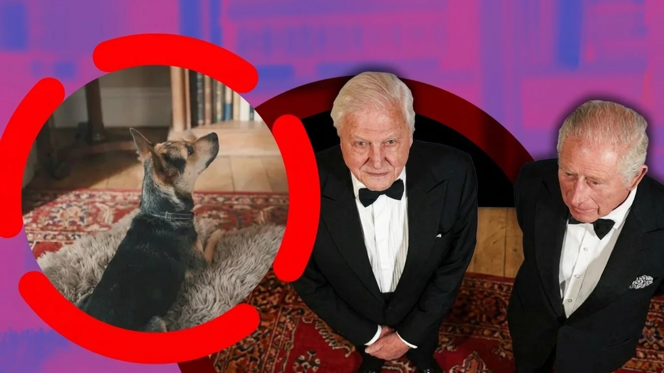 Cainele adoptat de Regina Camilla apare in clipul oficial. Charles ii scrie lui David Attenborough