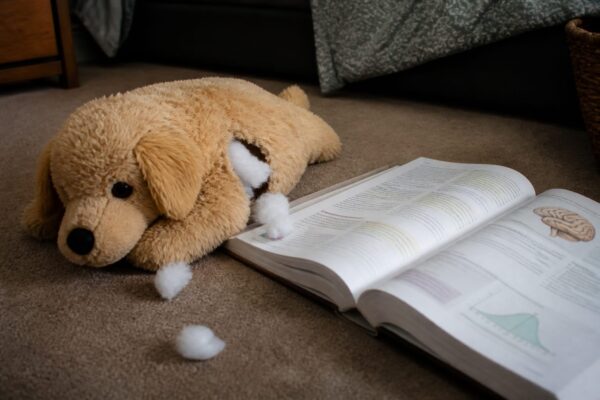 Psiholog clinician de la Harvard demontează mitul iubitului golden retriever