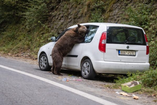 Un urs a spart geamul mașinii unui turist ceh pe Transfăgărășan