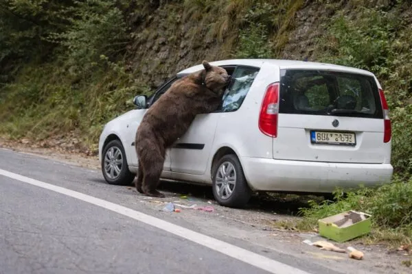Un urs a spart geamul mașinii unui turist ceh pe Transfăgărășan