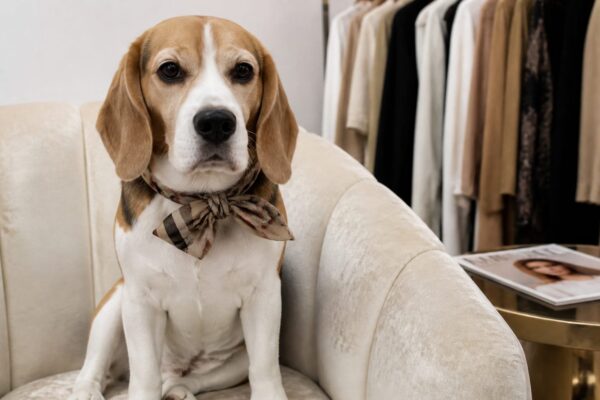 Vogue are „Dogue”, iar beagle-ul lui Bad Bunny a intrat în joc. Cum au ajuns câinii mai căutați în modă