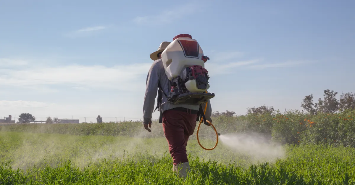 Decis insecticid: ce dăunători combate Decis Expert 100 EC și la ce doză se prepară