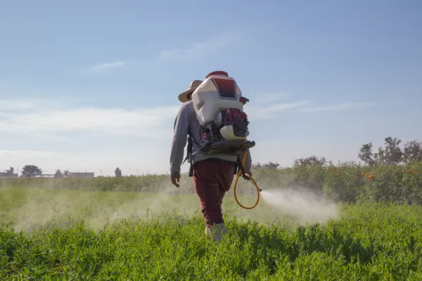 Decis insecticid: ce dăunători combate Decis Expert 100 EC și la ce doză se prepară